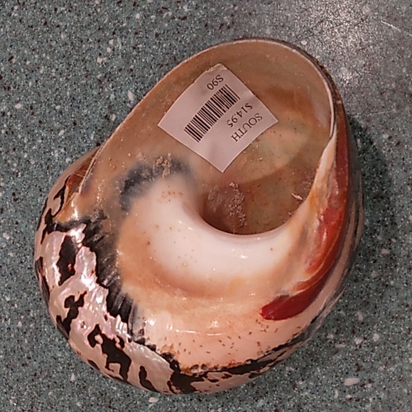 Snail Shell - Picture 2 of 3